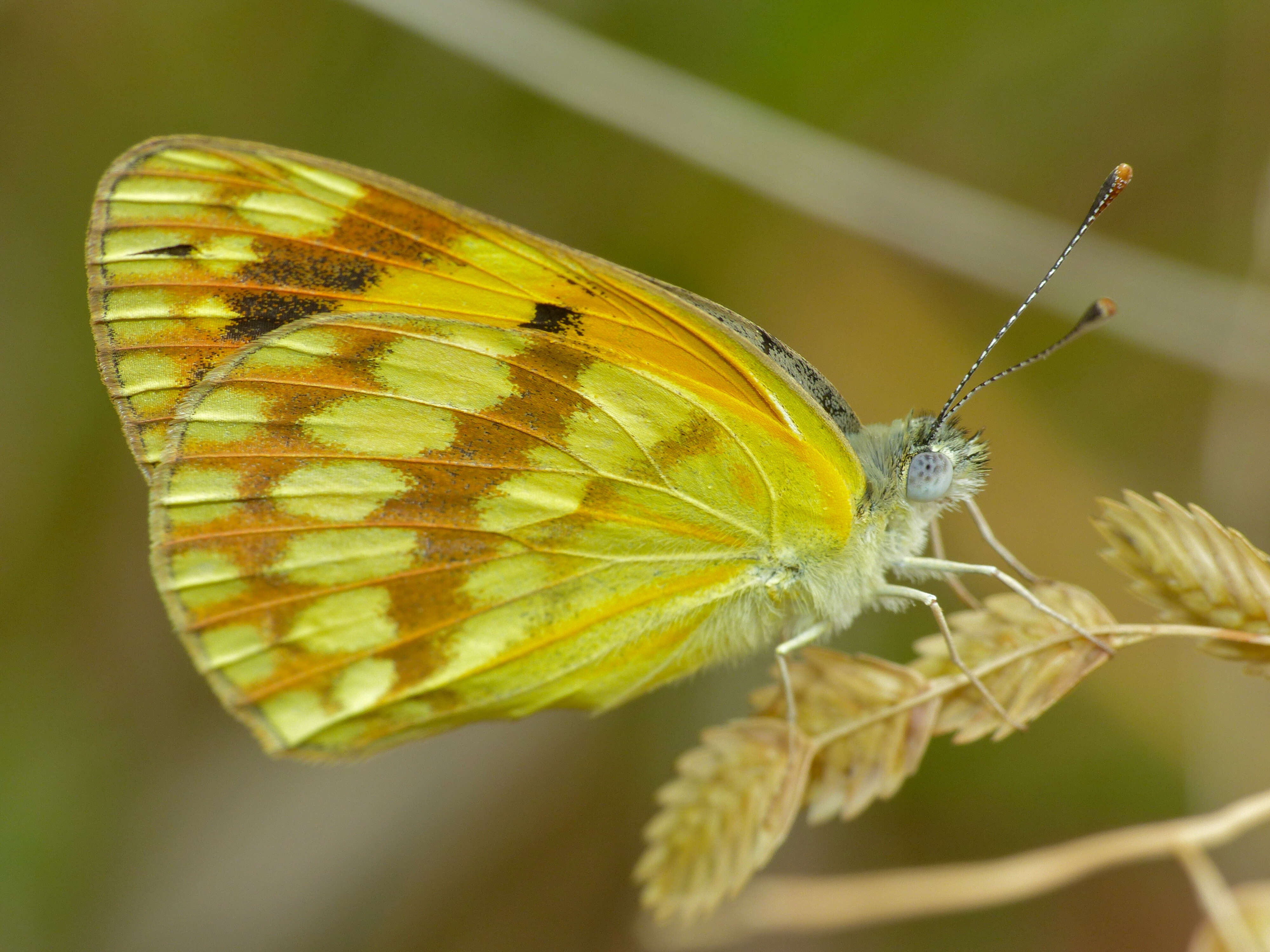 Image of Colotis vesta (Reiche (1850))