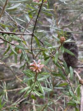 Image of Grevillea phylicoides R. Br.