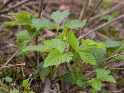 Image of dwarf red blackberry