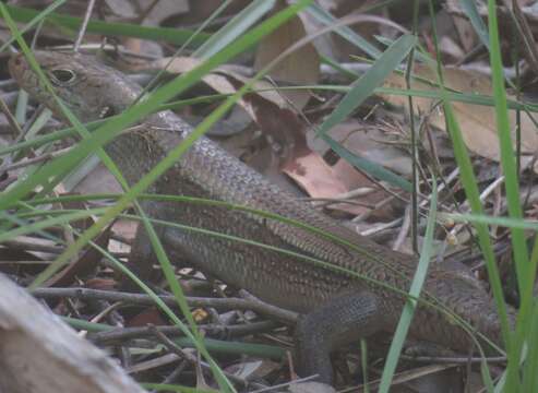 Image of Major Skink