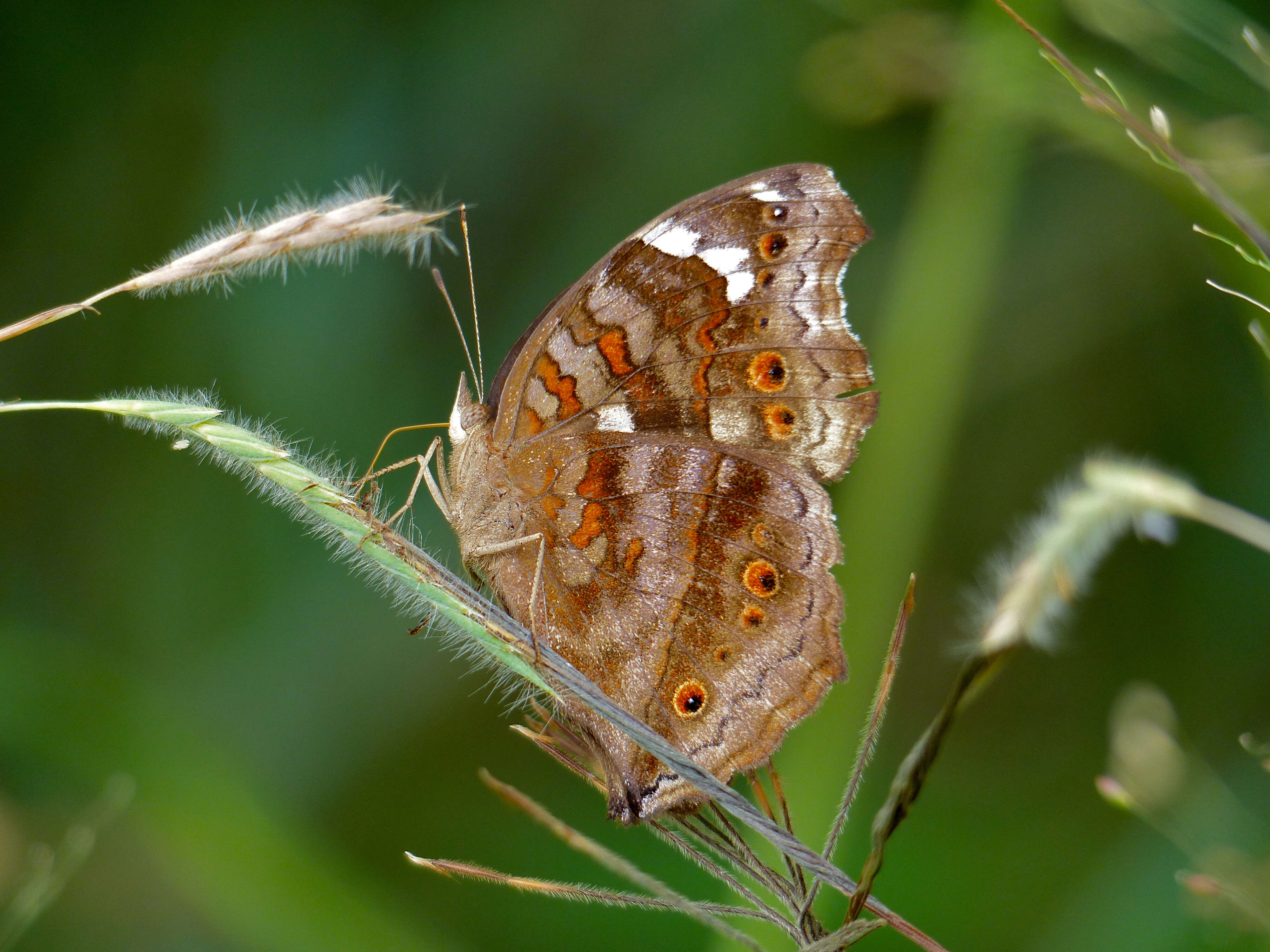 Imagem de Junonia natalica Felder 1860