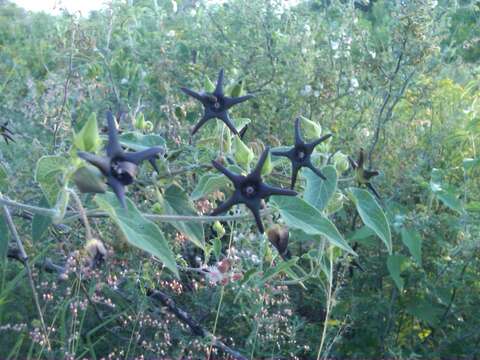 Image of Matelea pilosa (Benth.) R. E. Woodson