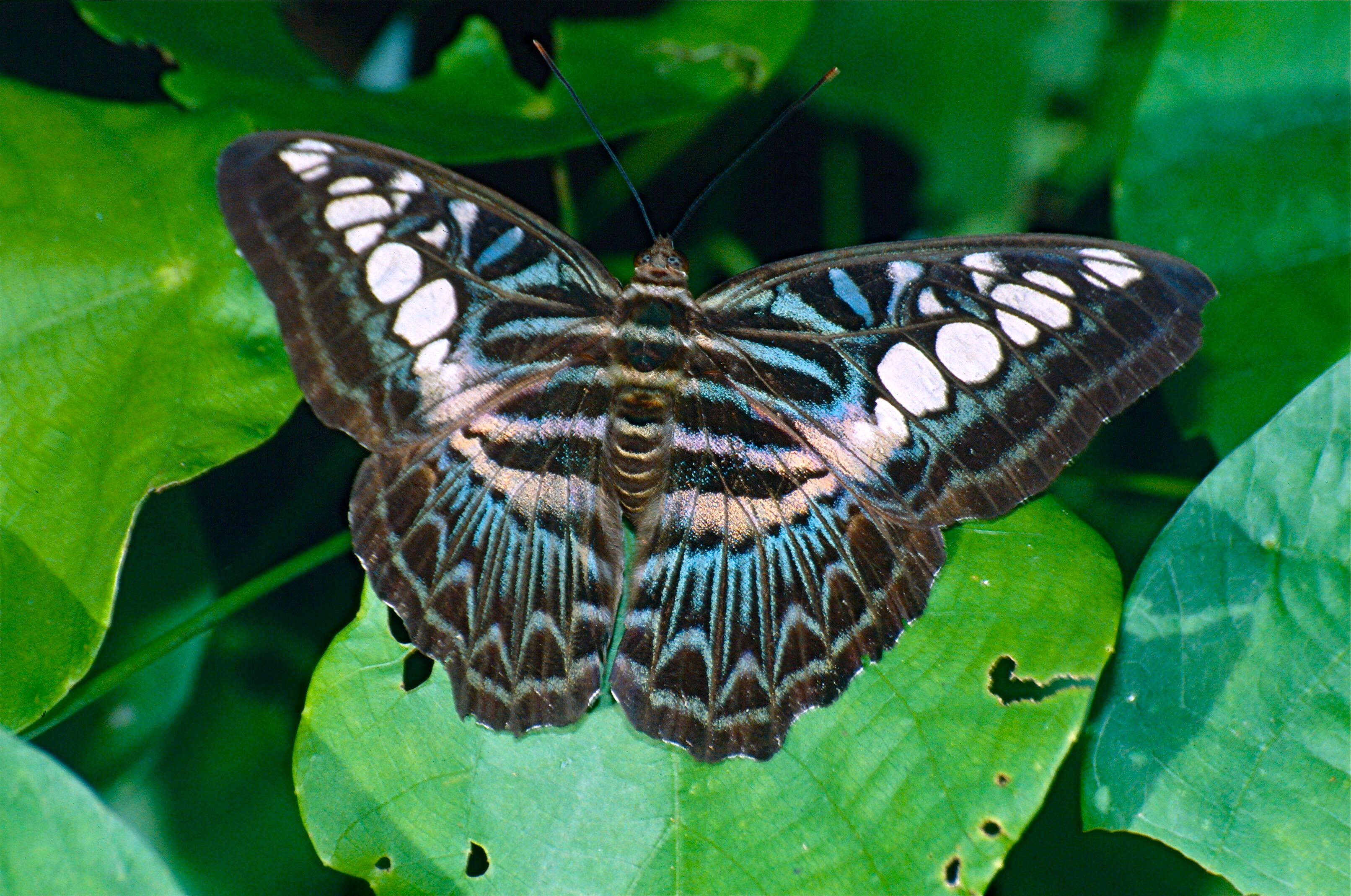 Imagem de Parthenos sylvia