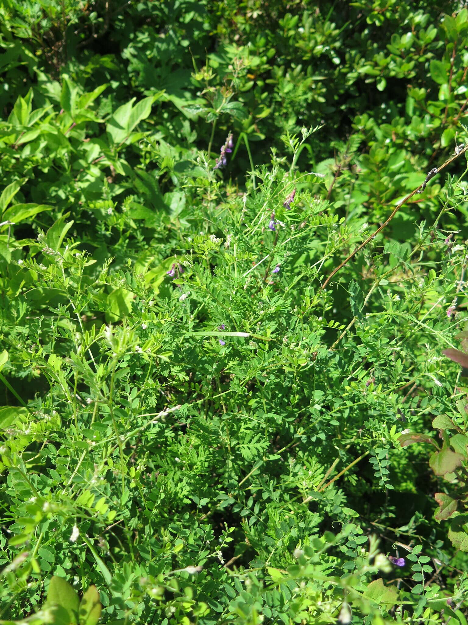 Image of Vicia japonica A. Gray