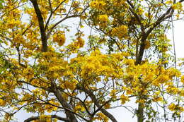 صورة Handroanthus cristatus (A. H. Gentry) S. O. Grose