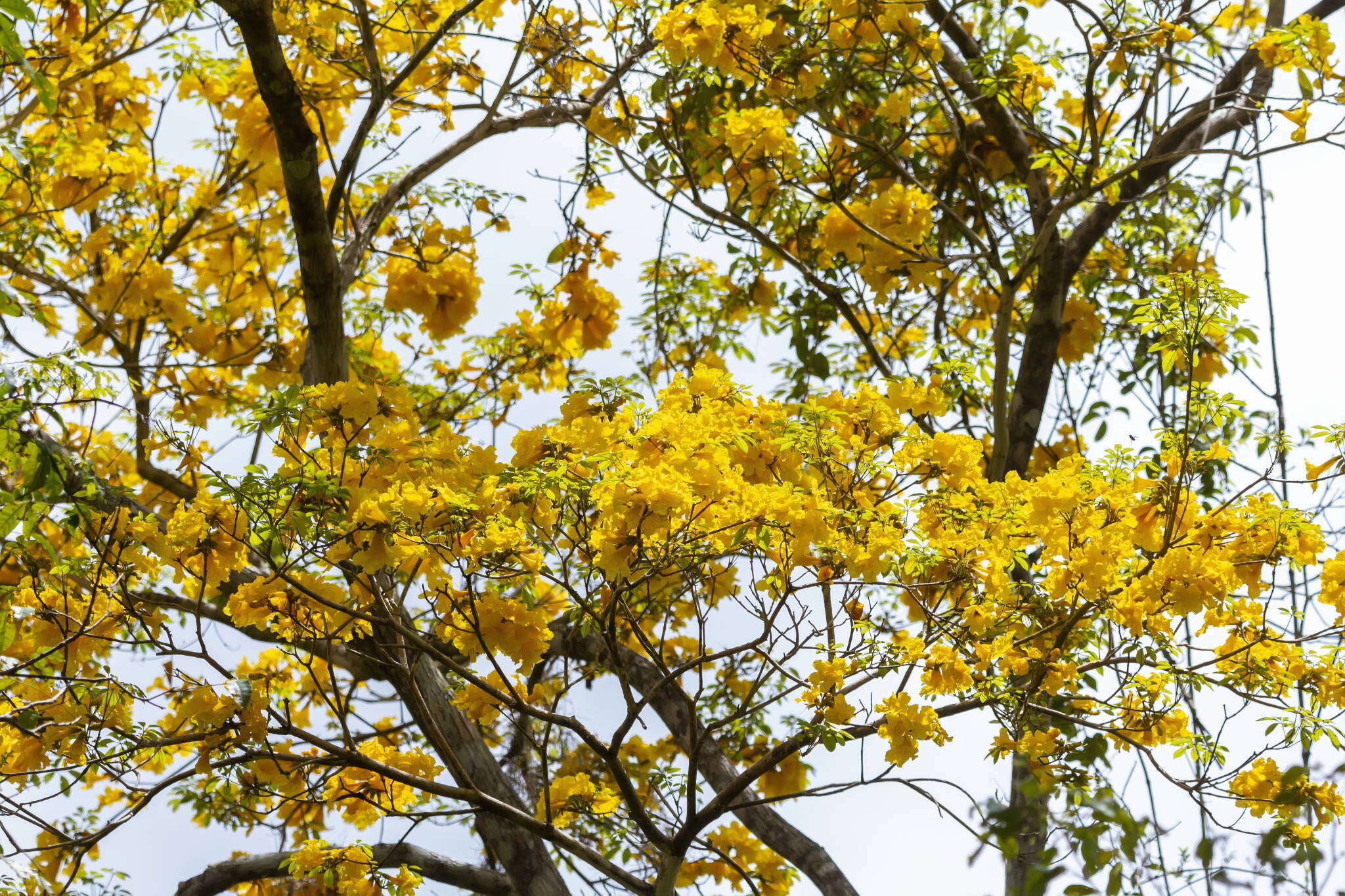 صورة Handroanthus cristatus (A. H. Gentry) S. O. Grose