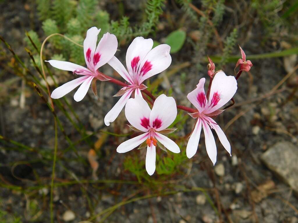 Image of Pelargonium divisifolium P. Vorster