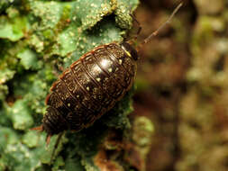 Image of Philoscia Latreille 1804