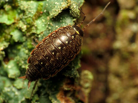 Image de Philoscia Latreille 1804