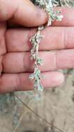 Image of black sagebrush