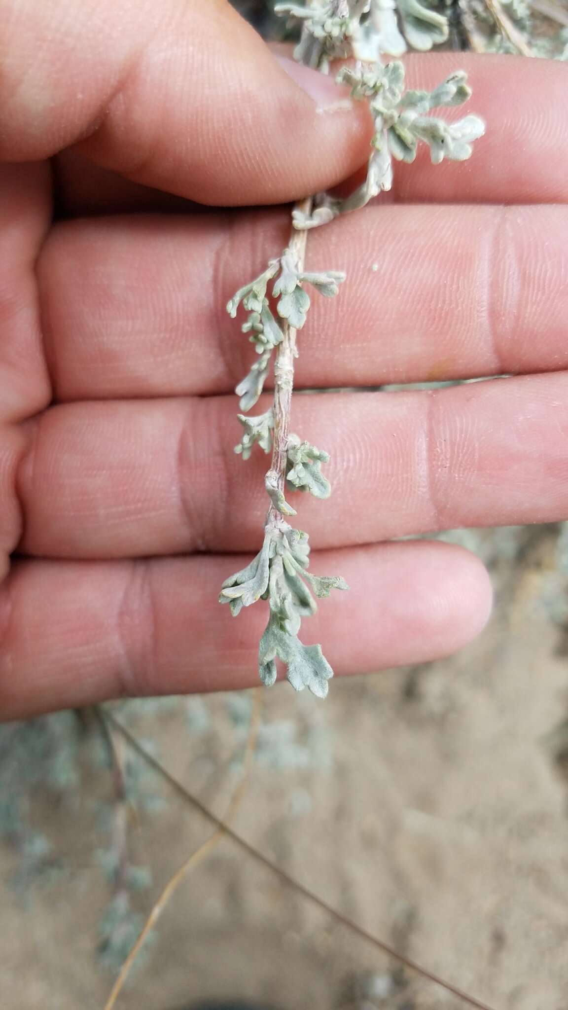 Image of black sagebrush