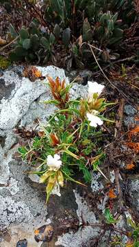 Image of Blepharis capensis (L. fil.) Pers.