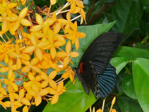 Sivun Papilio memnon Linnaeus 1758 kuva