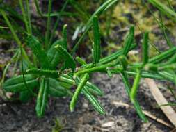 Image of Athrixia capensis Ker-Gawl.