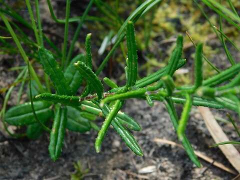 Athrixia capensis Ker-Gawl. resmi