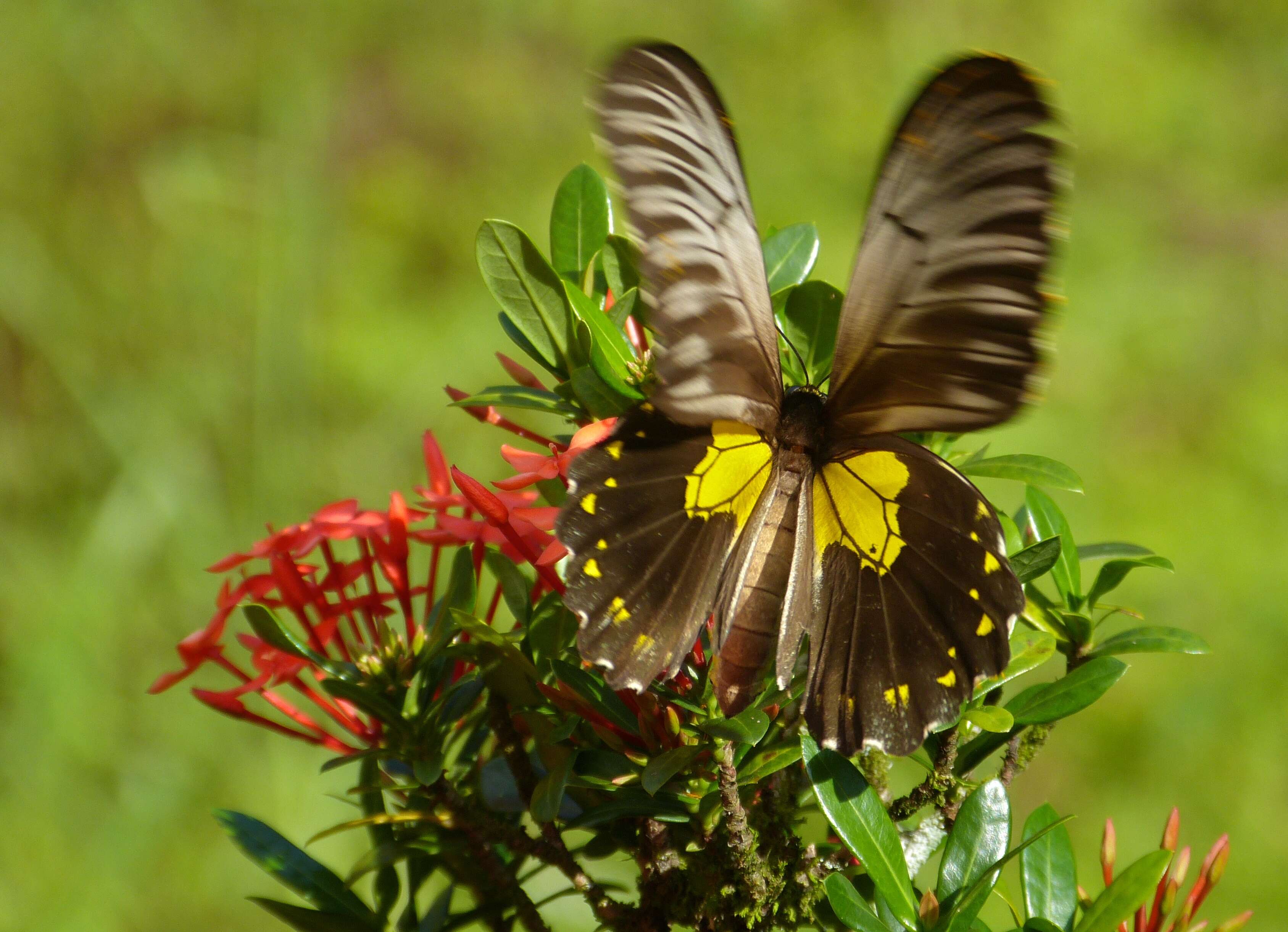 Image of Troides miranda (Butler 1869)