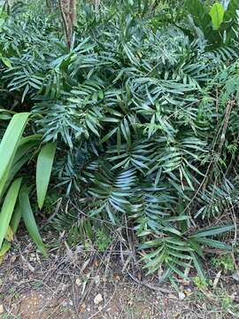 Image of Cycad