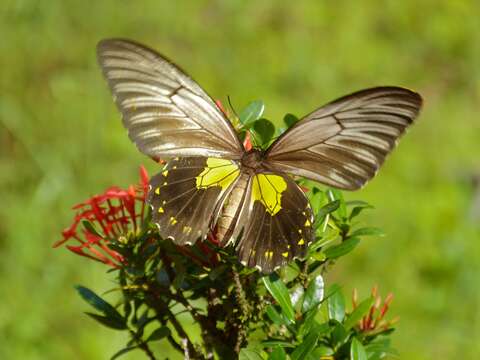 Image of Troides miranda (Butler 1869)