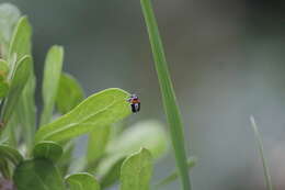 صورة Griburius montezuma (Suffrian 1852)