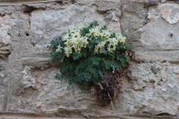 Image of pale corydalis