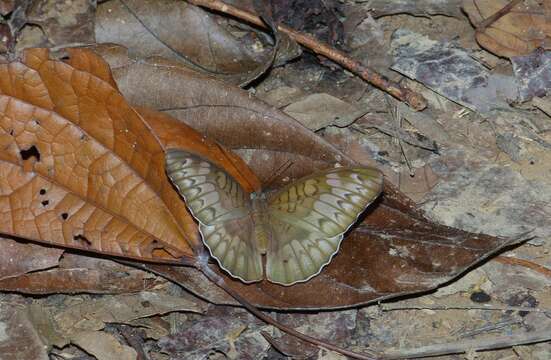 Image of Malay Viscount