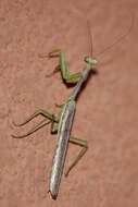 Image of California Mantis