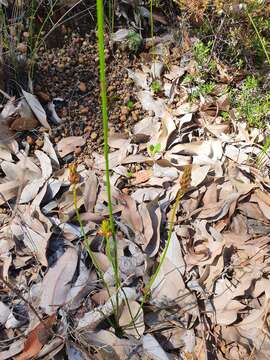 Image of Stylidium junceum R. Br.