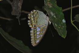 Imagem de Parthenos sylvia