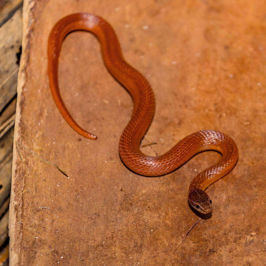 Image of Pine Woods Littersnake