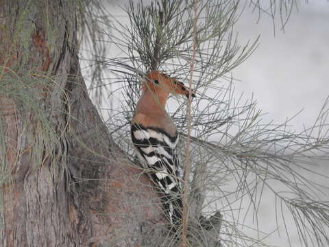 Image of Eurasian Hoopoe