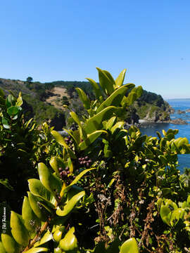 Image of Griselinia scandens (Ruiz & Pav.) Taub.