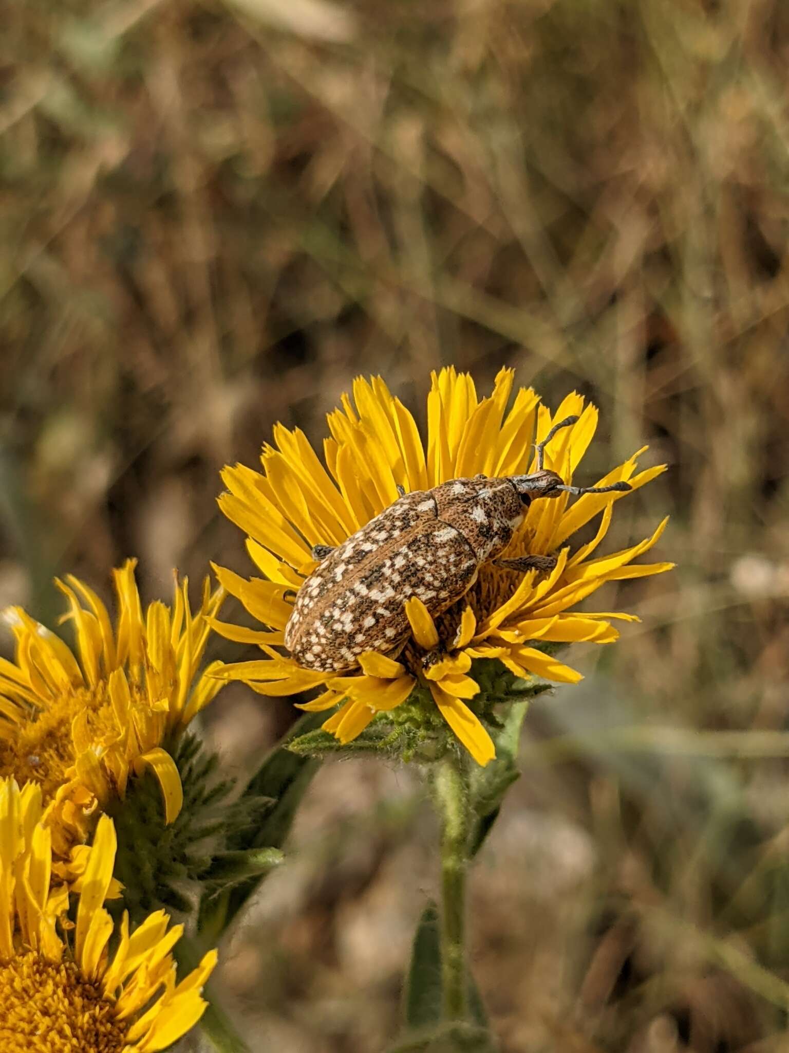 Sivun Leucomigus tesselatus kuva