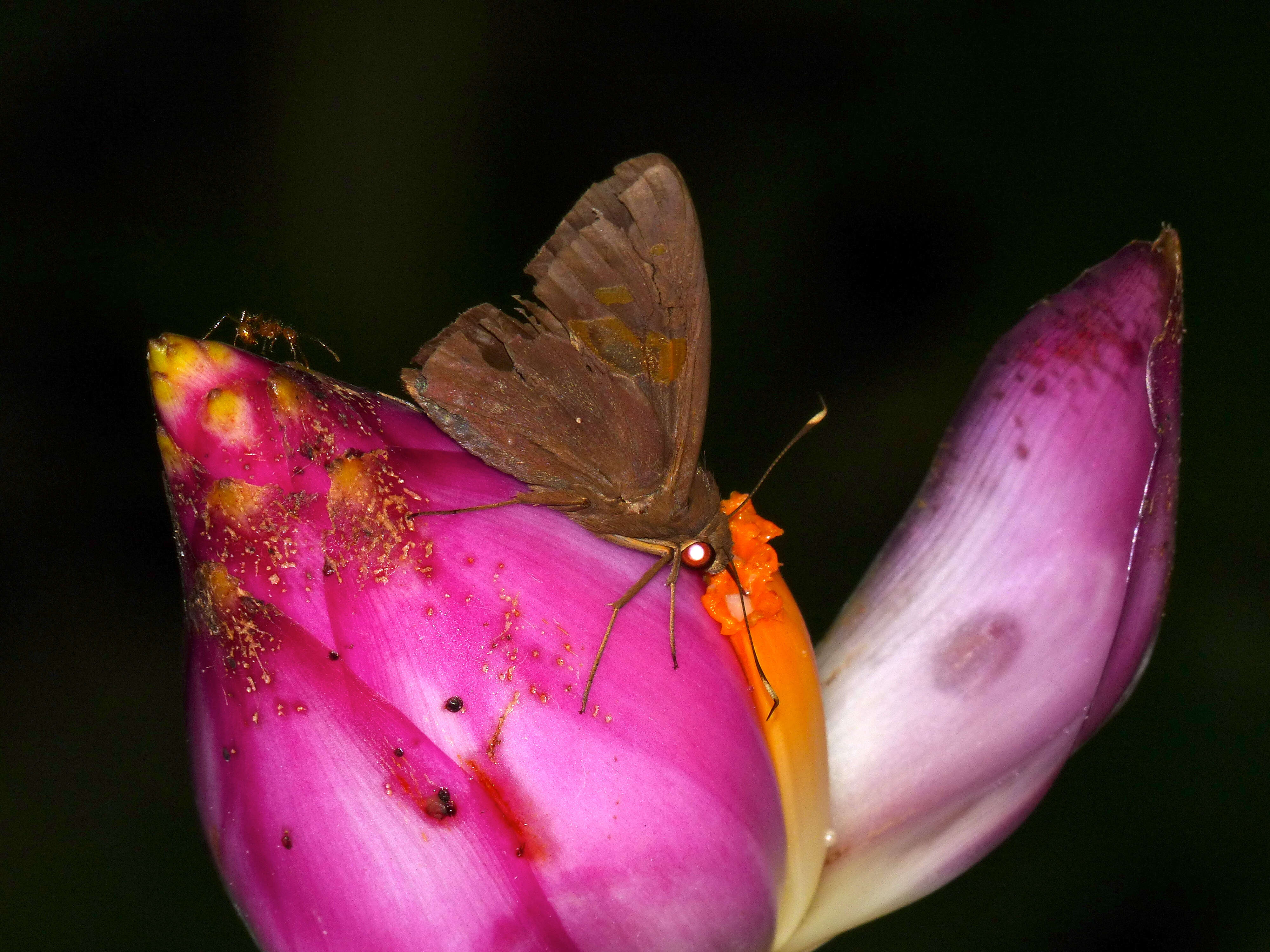 Image of Musa campestris Becc.