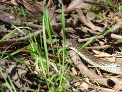 Image of Australian Tiger Snakes