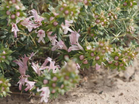 Lagochilus diacanthophyllus (Pall.) Benth.的圖片