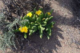 Image of Glottiphyllum regium N. E. Br.