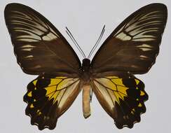 Image of Golden Birdwing