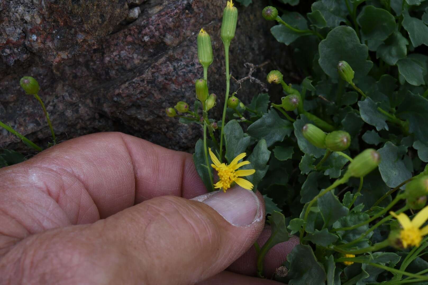 Слика од Senecio fremontii var. occidentalis Gray