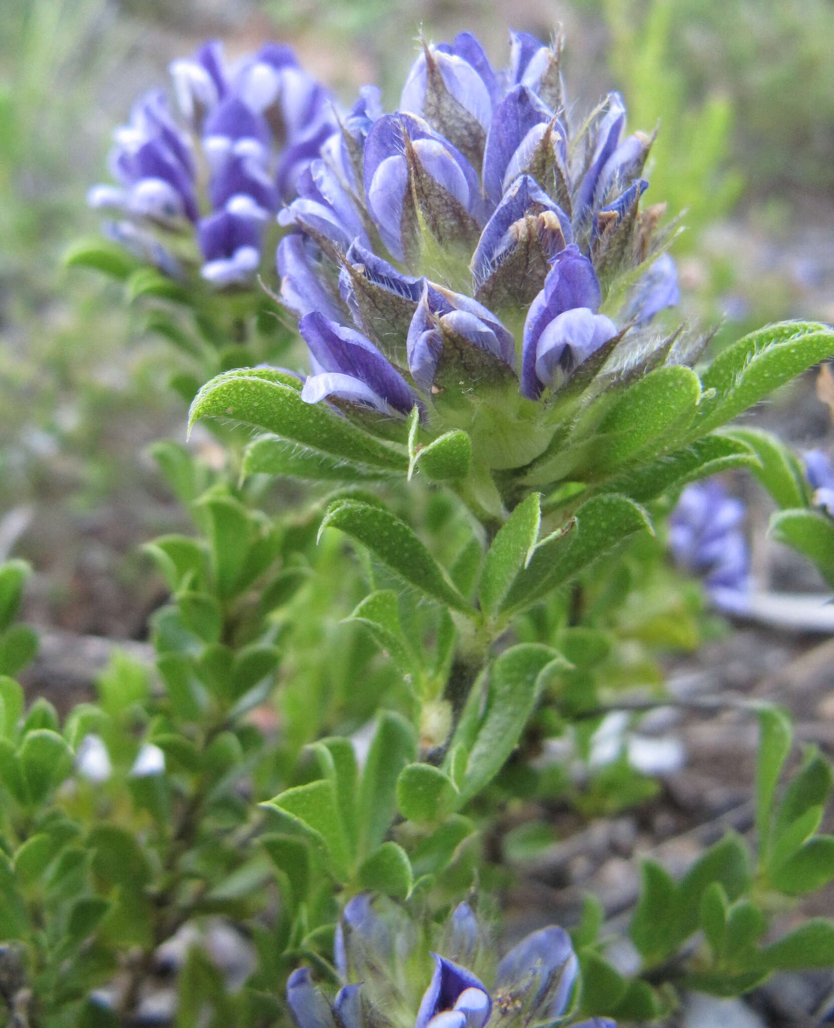 Otholobium fruticans (L.) C. H. Stirt.的圖片