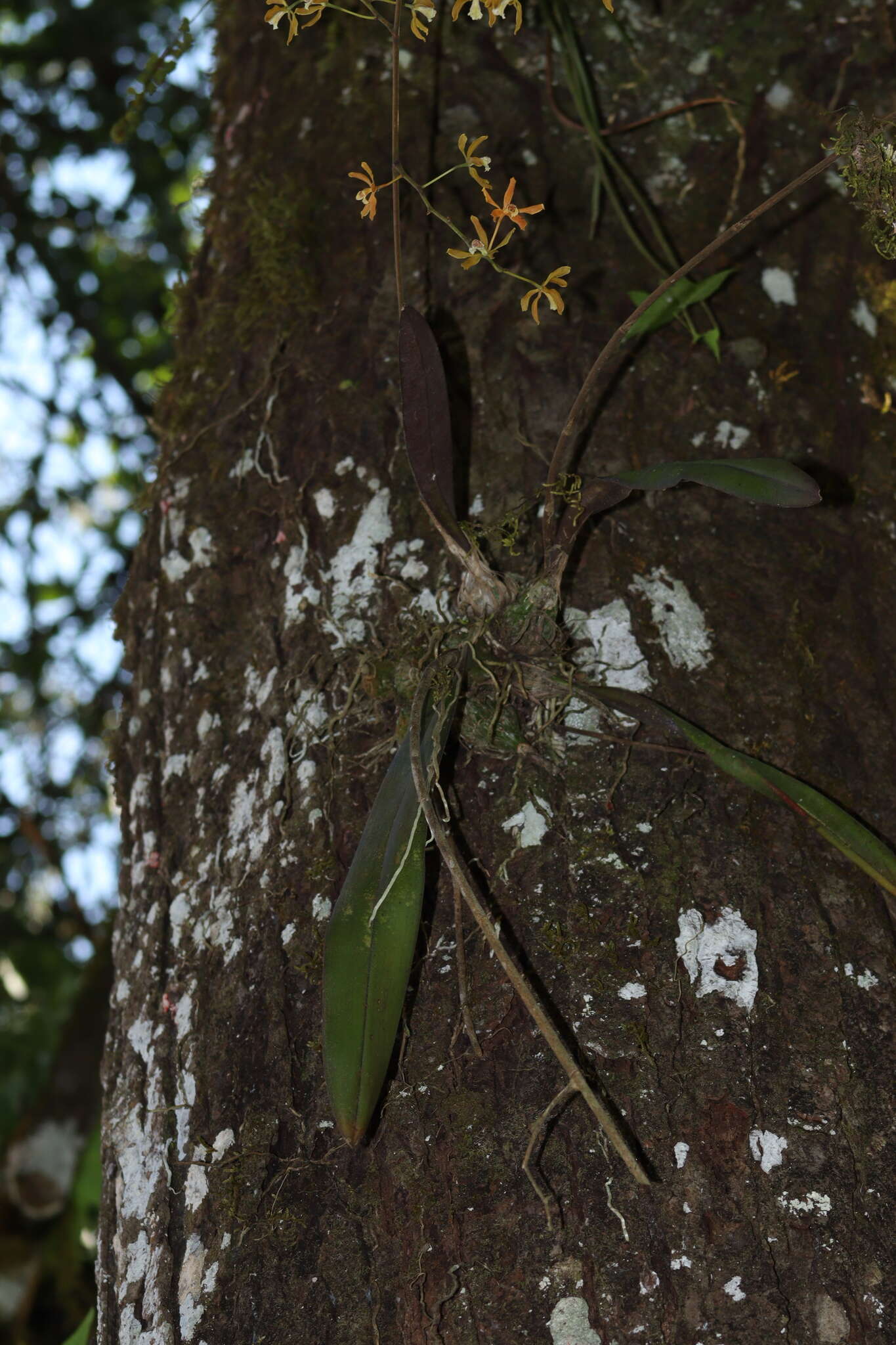 Image de Encyclia candollei (Lindl.) Schltr.