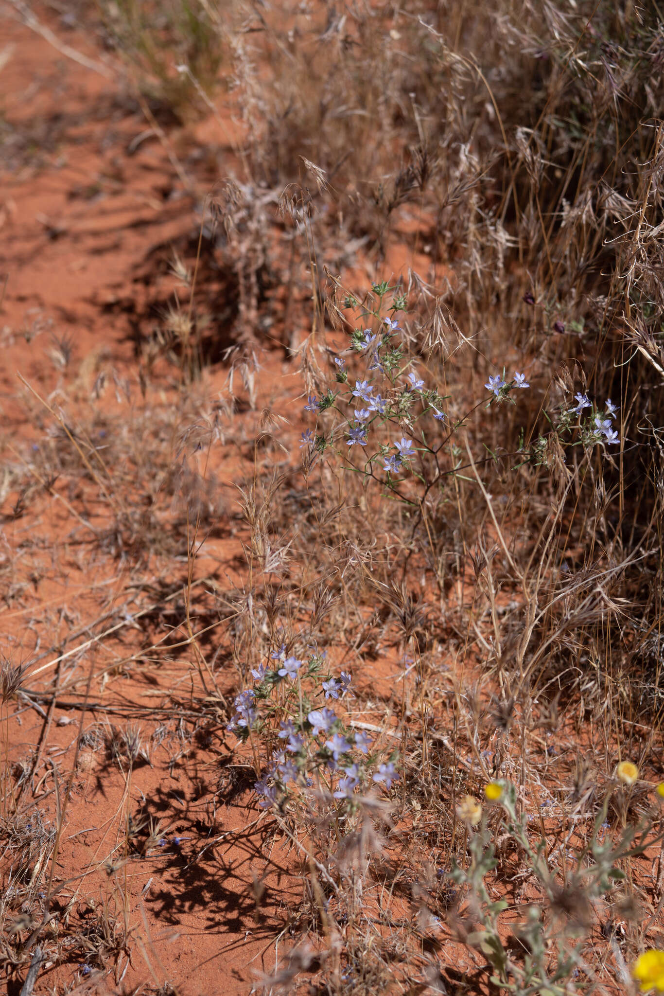 Imagem de Eriastrum eremicum subsp. zionis (T. T. Craig) S. J. De Groot