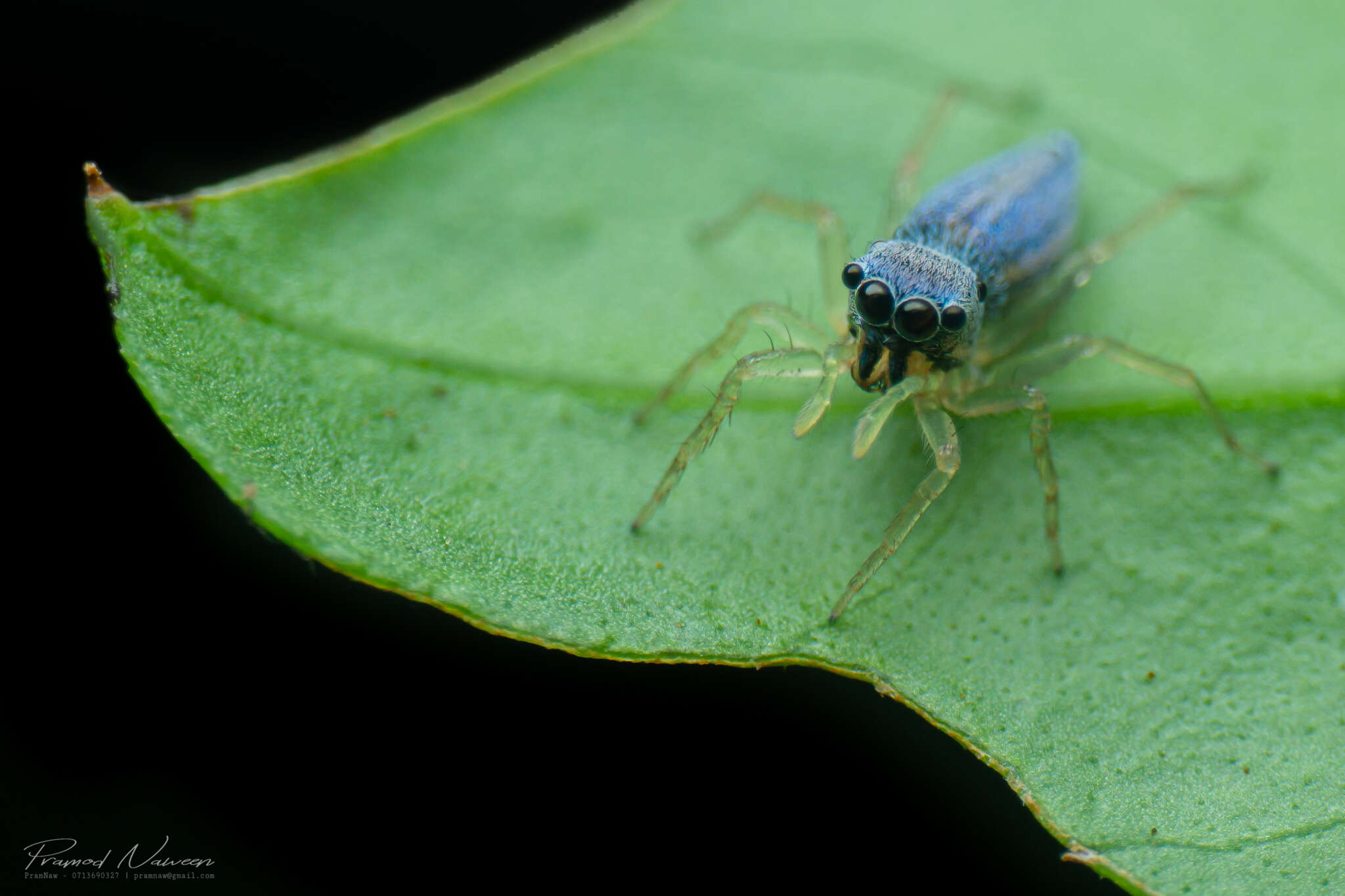 صورة Phintella debilis (Thorell 1891)