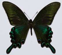 Image de Papilio maackii Ménétriés 1859