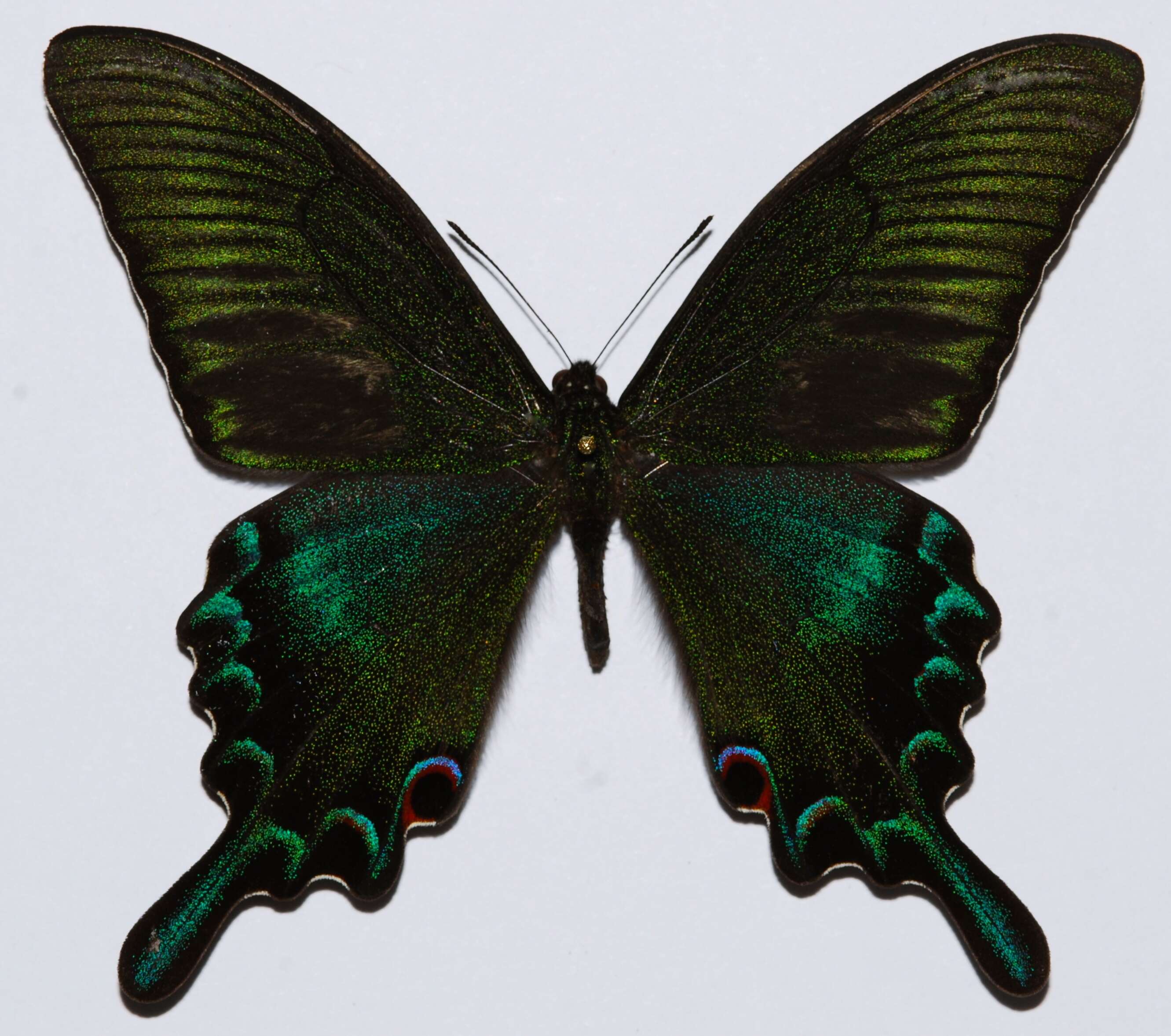 Image de Papilio maackii Ménétriés 1859