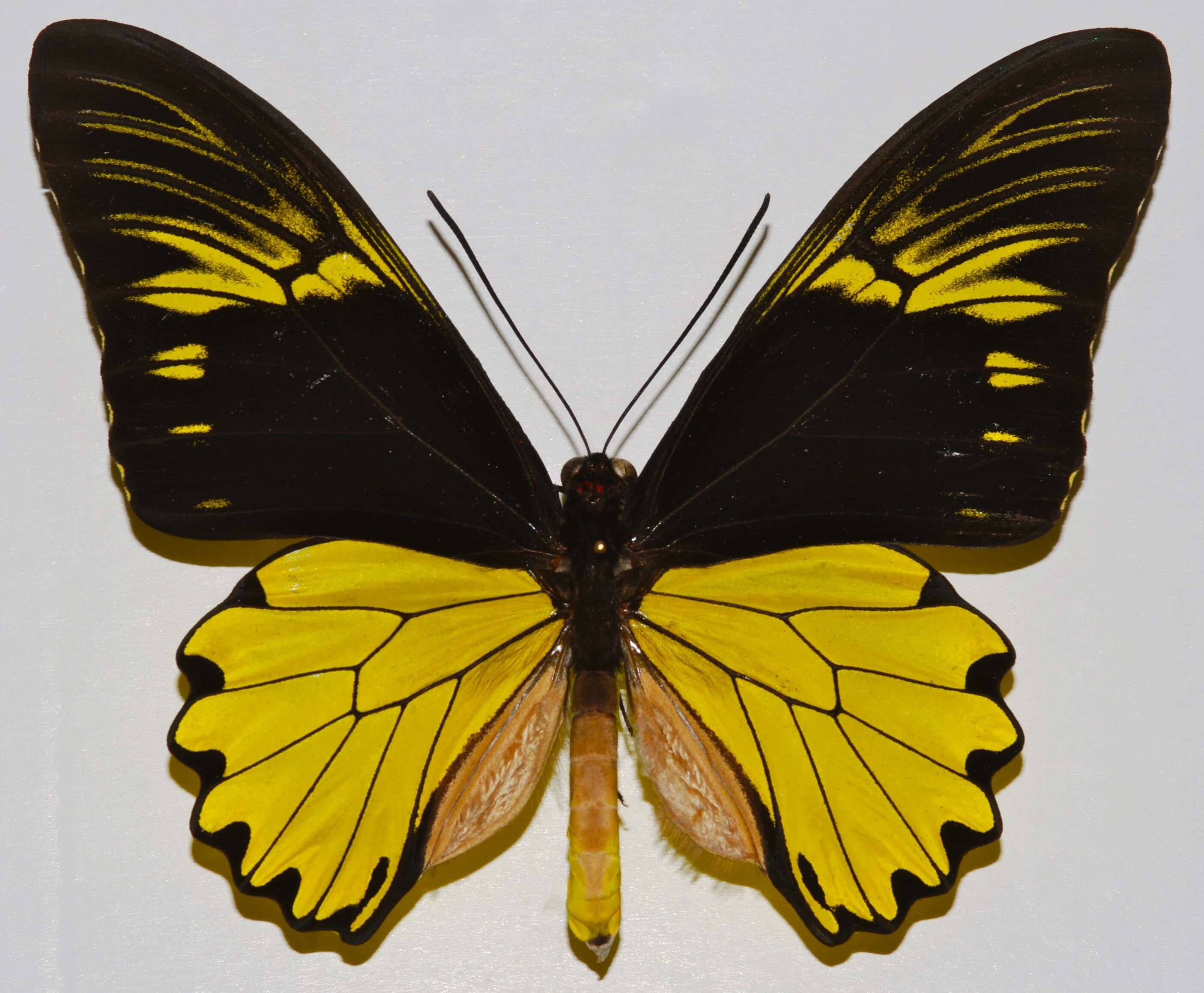 Image of Golden Birdwing