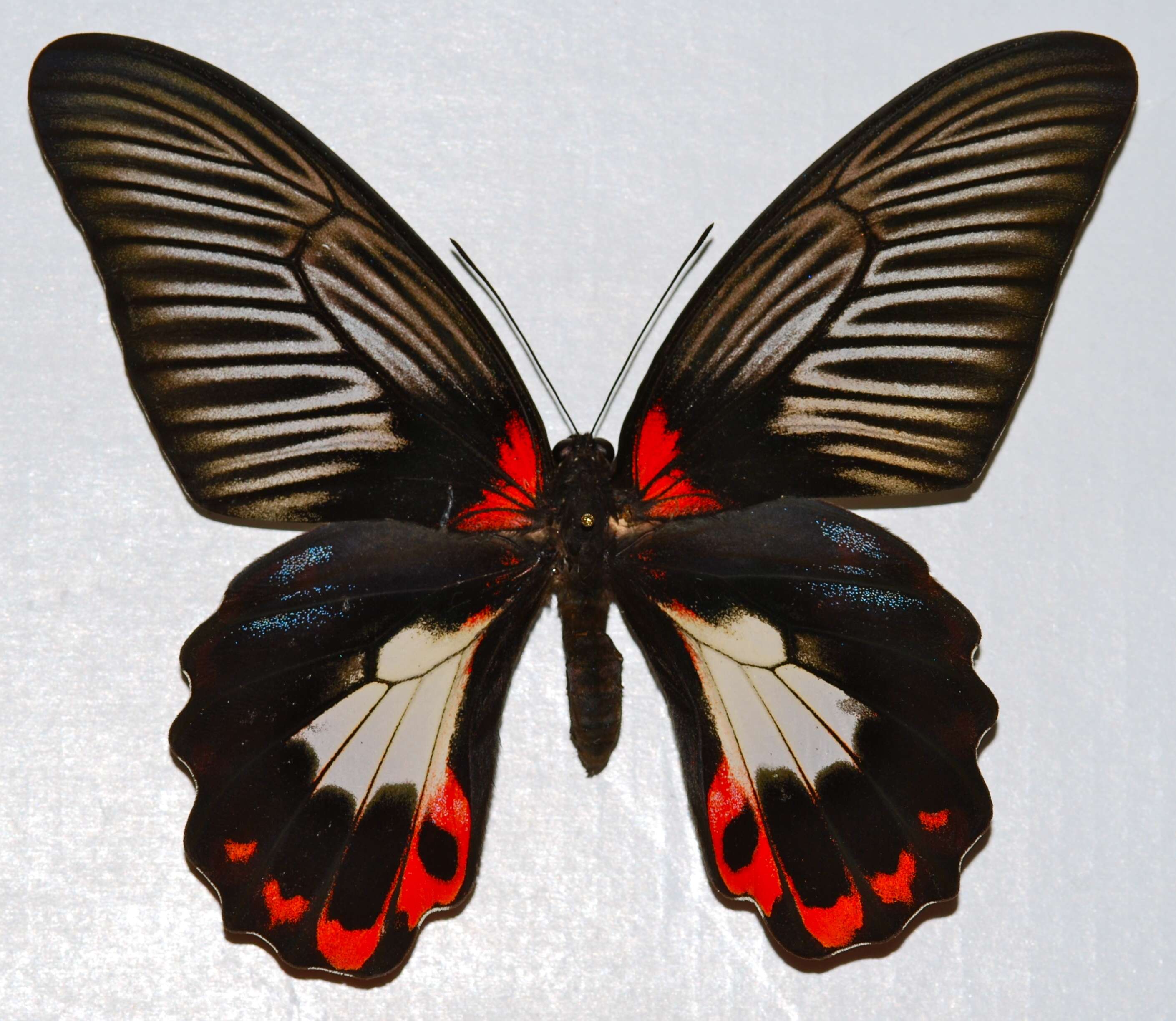 Image of Papilio deiphobus Linnaeus 1758