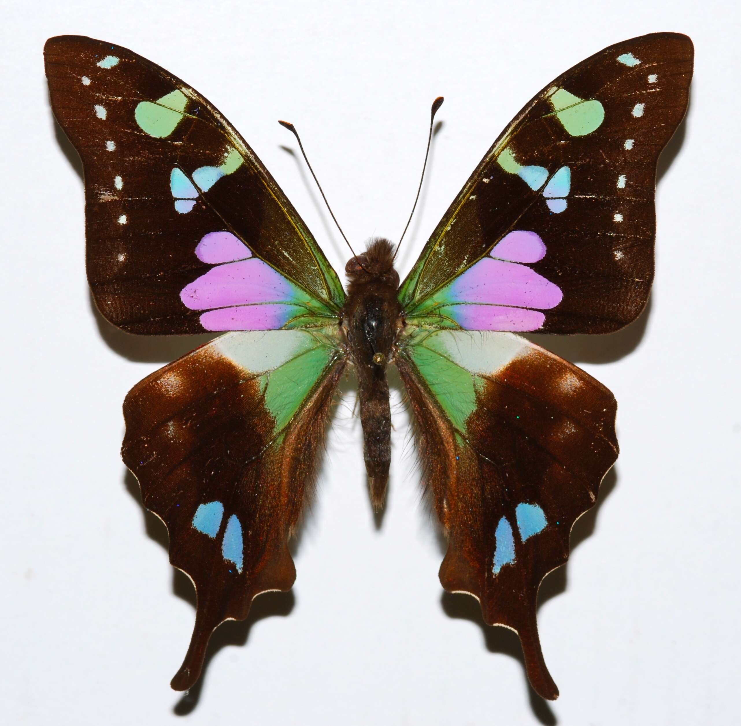 Image of Purple Spotted Swallowtail