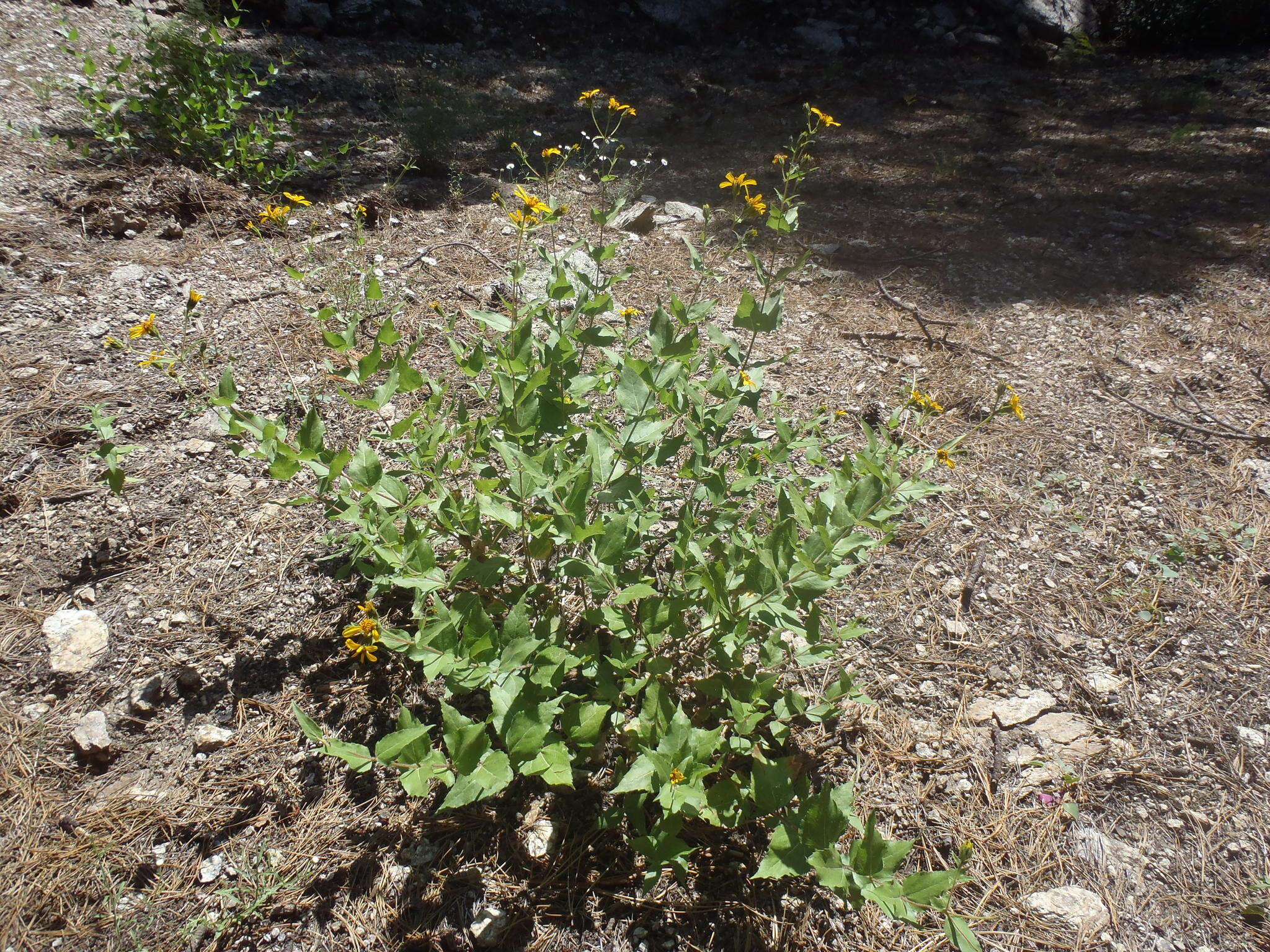 Image of heartleaf goldeneye