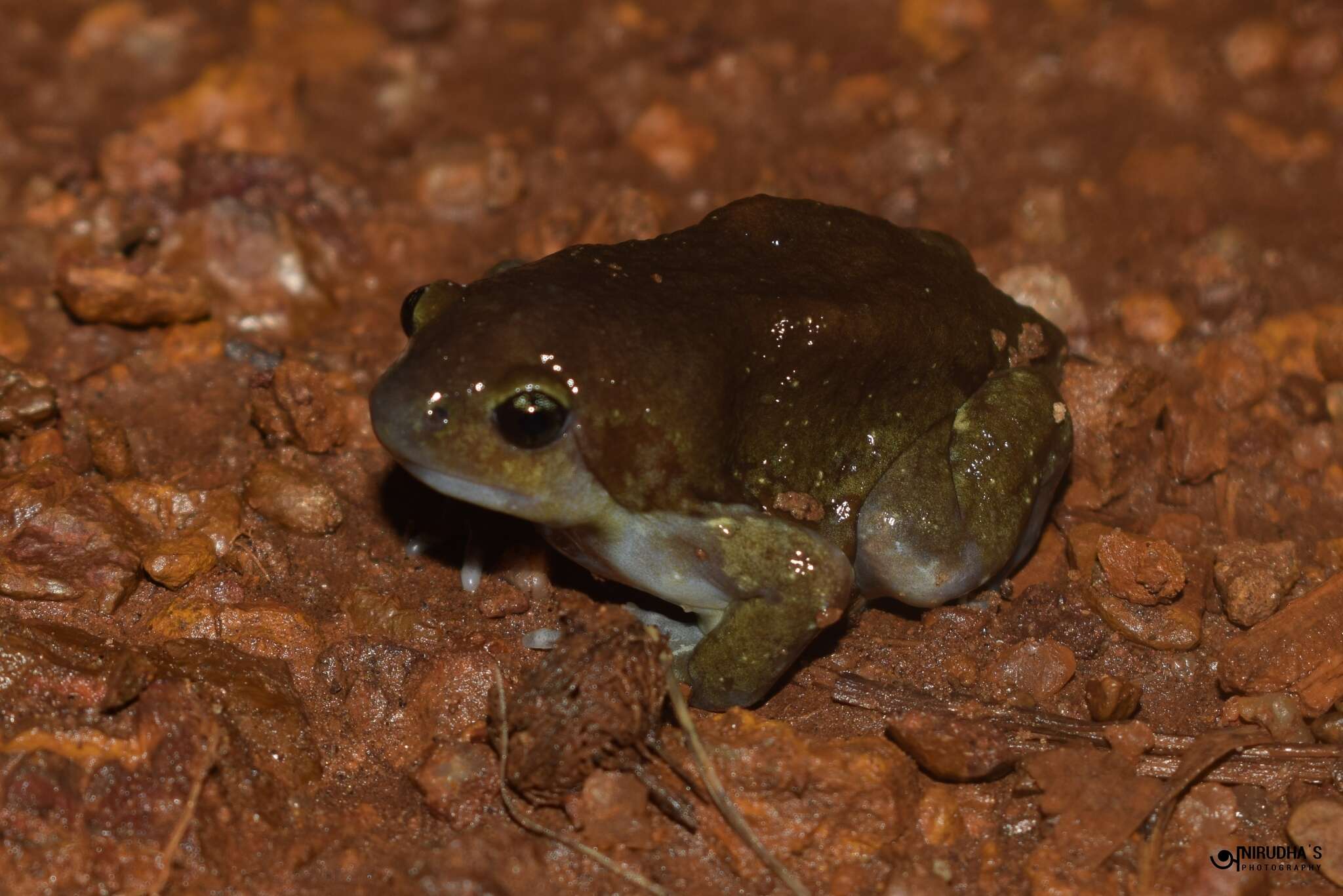 Imagem de Uperodon globulosus (Günther 1864)