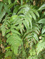 Imagem de Dryopteris varia (L.) O. Kuntze